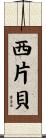 西片貝 Scroll