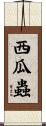 西瓜蟲 Scroll
