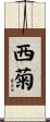西菊 Scroll
