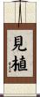 見植 Scroll