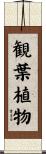 観葉植物 Scroll