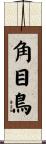 角目鳥 Scroll