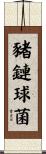 豬鏈球菌 Scroll