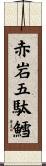 赤岩五駄鱈 Scroll