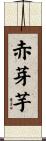 赤芽芋 Scroll