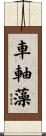 車軸藻 Scroll
