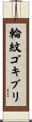 輪紋ゴキブリ Scroll