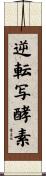 逆転写酵素 Scroll