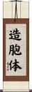造胞体 Scroll