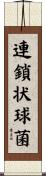 連鎖状球菌 Scroll