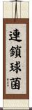 連鎖球菌 Scroll