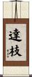 達枝 Scroll