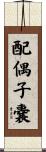 配偶子嚢 Scroll