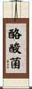 酪酸菌 Scroll