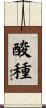 酸種 Scroll