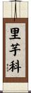 里芋科 Scroll