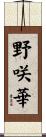 野咲華 Scroll