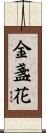 金盞花 Scroll