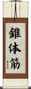 錐体筋 Scroll