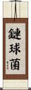 鏈球菌 Scroll