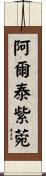阿爾泰紫菀 Scroll