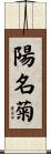 陽名菊 Scroll