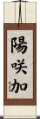 陽咲加 Scroll