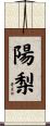 陽梨 Scroll