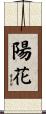 陽花 Scroll