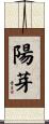 陽芽 Scroll