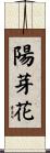陽芽花 Scroll