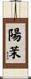 陽茉 Scroll