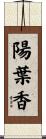 陽葉香 Scroll