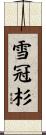 雪冠杉 Scroll