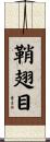 鞘翅目 Scroll