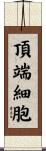頂端細胞 Scroll
