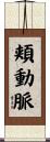 頬動脈 Scroll