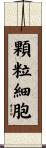 顆粒細胞 Scroll