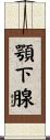 顎下腺 Scroll