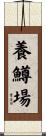 養鱒場 Scroll