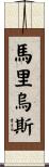 Marius Scroll