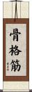 骨格筋 Scroll