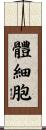 體細胞 Scroll