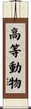 高等動物 Scroll