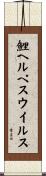 鯉ヘルペスウイルス Scroll