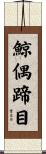 鯨偶蹄目 Scroll