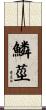 鱗莖 Scroll