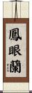 鳳眼蘭 Scroll