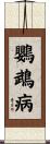 鸚鵡病 Scroll