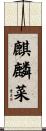 麒麟菜 Scroll
